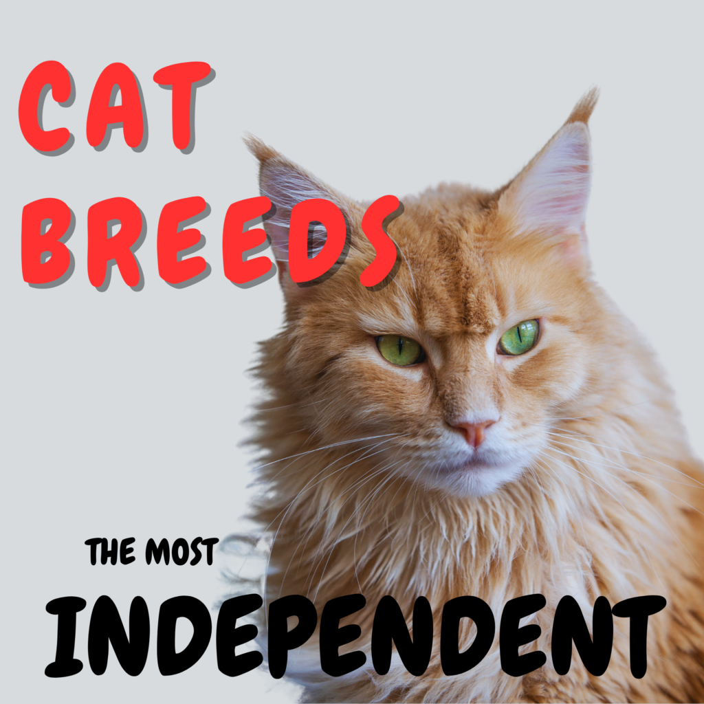 Top Independent Cats for Owners with Full Schedules

Cats are known for their independent nature, but some breeds take self-sufficiency to another level. If you’re looking for a feline companion that enjoys their own space and doesn’t require constant attention, consider these independent  cat breeds.