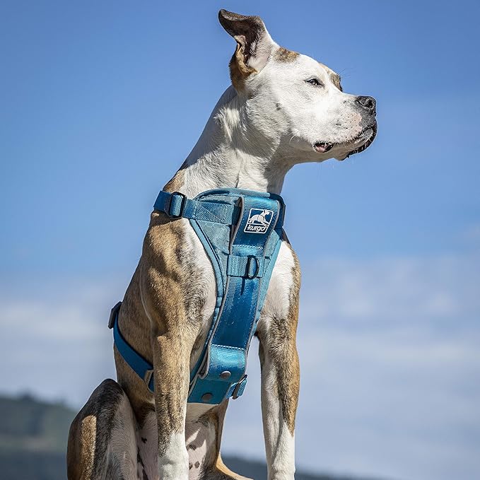 Everyday Dog Harness: Ideal starter harness for your active dog. Comfortable, lightweight, & includes quick release buckles for easy on & off when on the go
No-Pull Training Ring: Pet harness includes front D-ring to gently train your dog not to pull while walking. Also includes back leash attachment
Reflective & Includes Dog Seatbelt: Comes with reflective piping for visibility in nighttime or low visibility conditions. Includes dog seat belt to restrain dog in car & reduce distracted driving. Harness is not crash tested
Size & fit: large fits dogs with 18-30" neck & 24-34" chest. Five adjustments points to find your dog's unique fit. Please refer to Kurgo size chart for more information
International products have separate terms, are sold from abroad and may differ from local products, including fit, age ratings, and language of product, labeling or instructions.