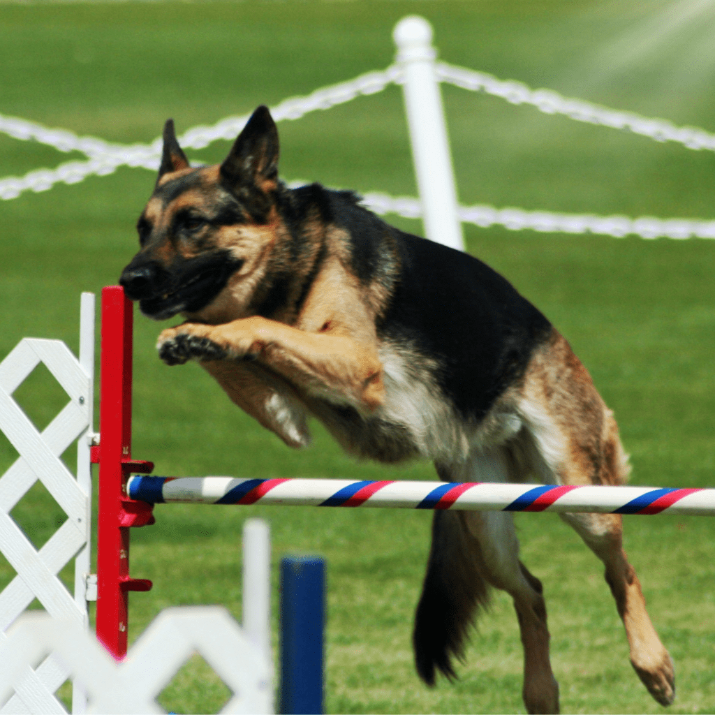 Fun Ways to Keep Your German Shepherds Active and Engaged