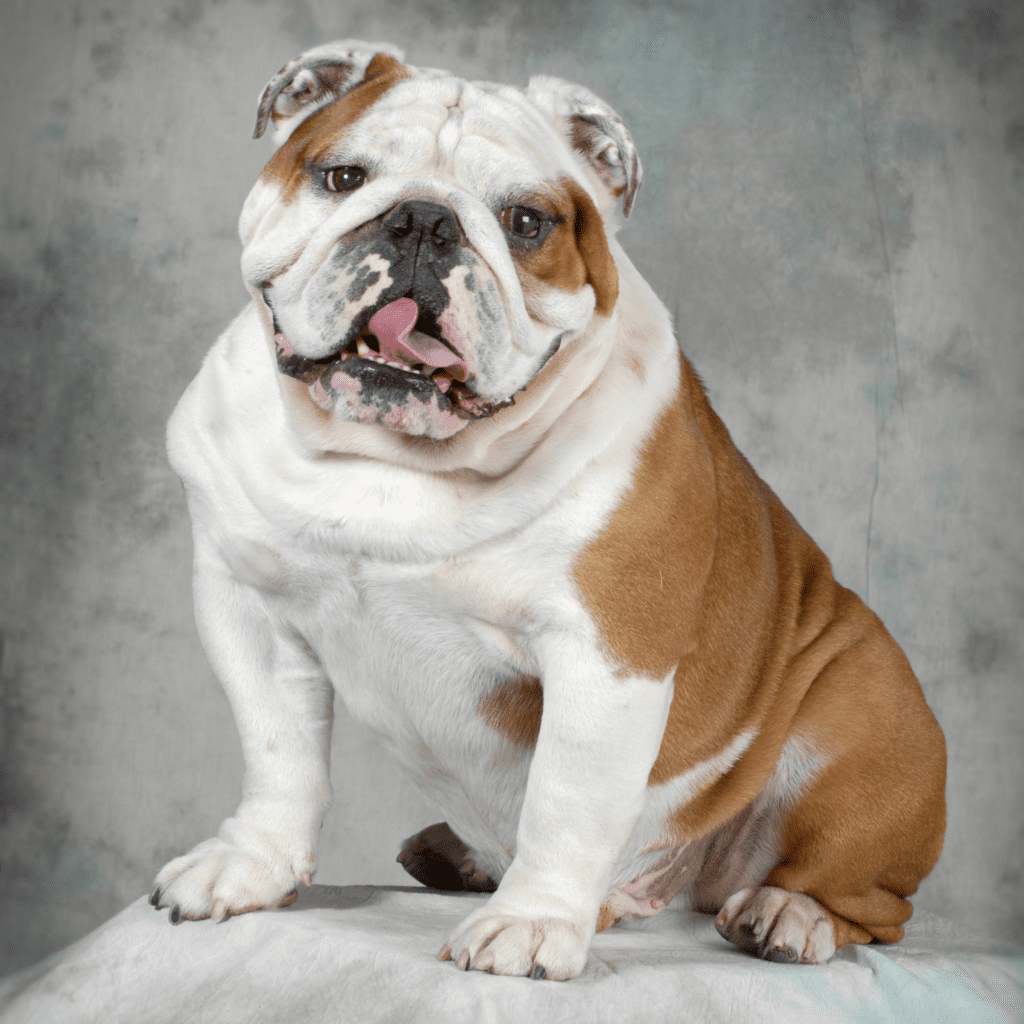 The Ultimate Guide to English Bulldog: Everything You Need to Know

Explore the fascinating world of English Bulldogs with this ultimate guide, covering everything from their rich history and charming personality to essential care tips. Learn why English Bulldogs are beloved for their calm demeanor and affectionate nature. This comprehensive guide offers expert advice on training, nutrition, grooming, and health care, tailored specifically for English Bulldogs. Whether you’re a new owner or a seasoned enthusiast, discover all you need to know to ensure your English Bulldog lives a happy, healthy life.