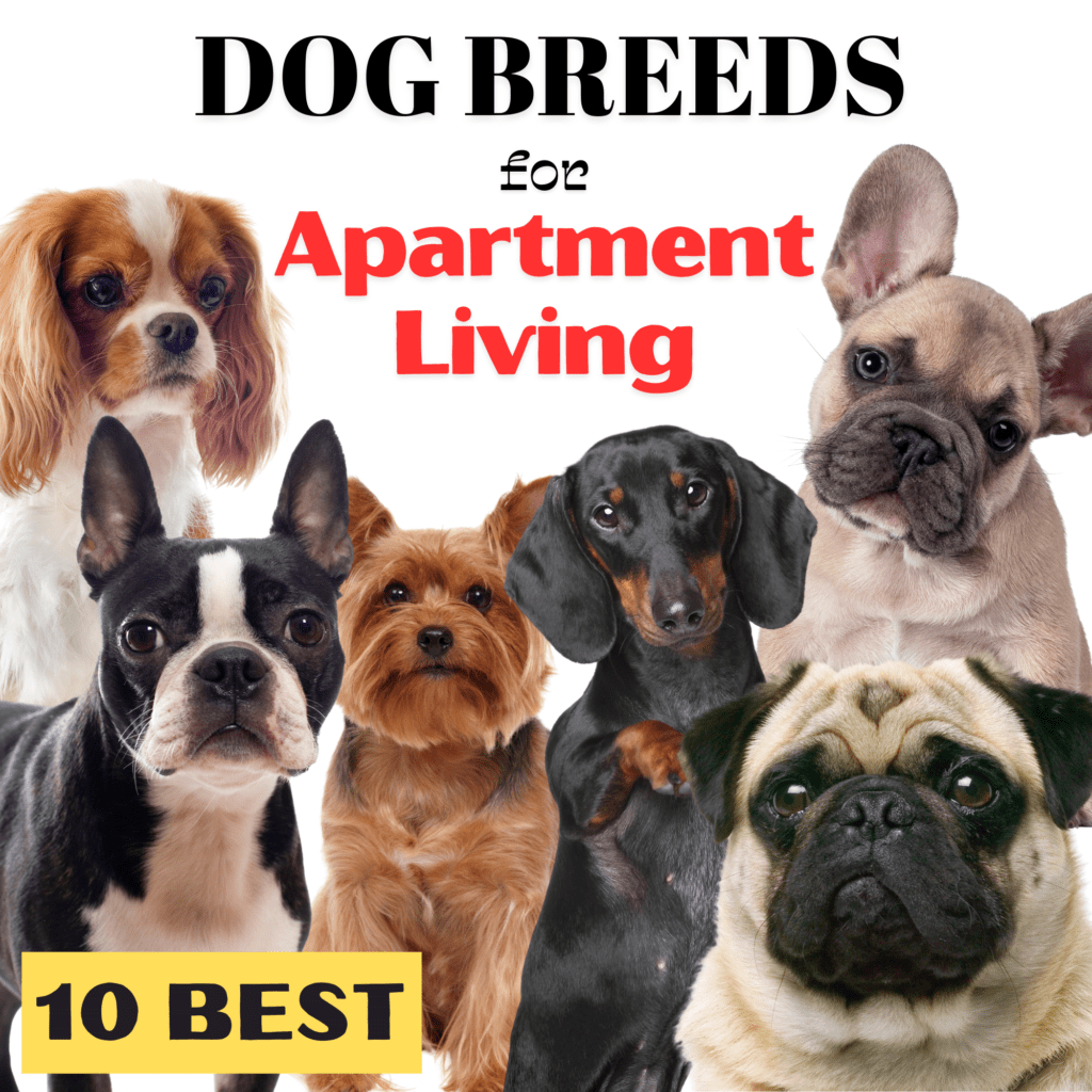 10 Small Dog Breeds That Are Great for Apartment Living

Here are the top 10 dog breeds that thrive in apartment settings, combining the perfect balance of size, temperament, and adaptability.