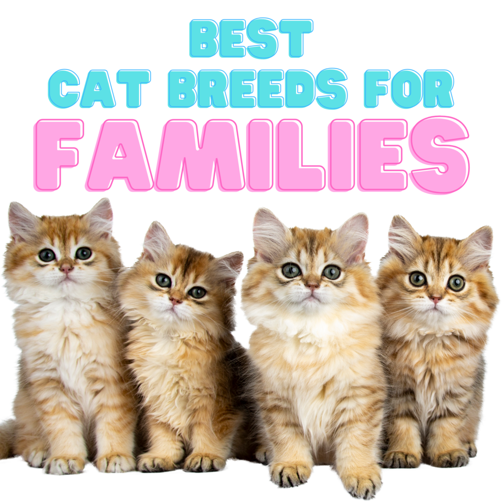 Ultimate Guide to the Best Cat Breeds for Families with Kids

Choosing the right cat breed for your family can greatly influence the harmony in your home. Although  cats are generally known for their independent nature, some breeds are especially well-suited for family life. These breeds offer affectionate, patient, and playful companionship.

If you have young children, other  pets, or a bustling household, picking the right breed becomes crucial. Thus, we’ve compiled a list of the best cat breeds that thrive in family environments. These breeds excel in lively homes and bring joy to every member of the family.