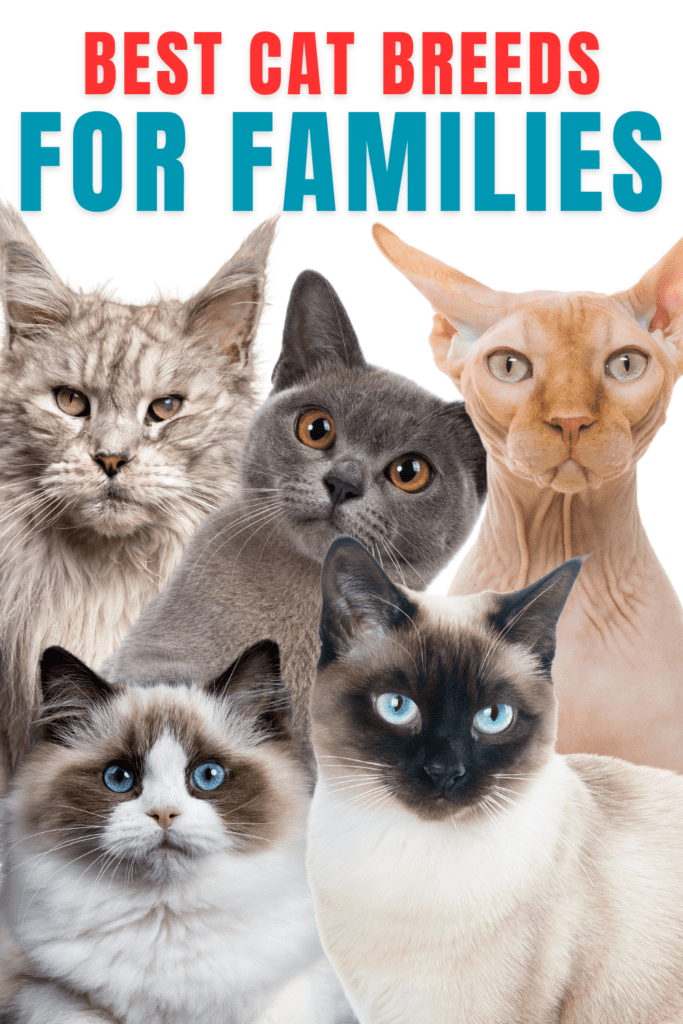 Ultimate Guide to the Best Cat Breeds for Families with Kids

Choosing the right cat breed for your family can greatly influence the harmony in your home. Although  cats are generally known for their independent nature, some breeds are especially well-suited for family life. These breeds offer affectionate, patient, and playful companionship.

If you have young children, other  pets, or a bustling household, picking the right breed becomes crucial. Thus, we’ve compiled a list of the best cat breeds that thrive in family environments. These breeds excel in lively homes and bring joy to every member of the family.