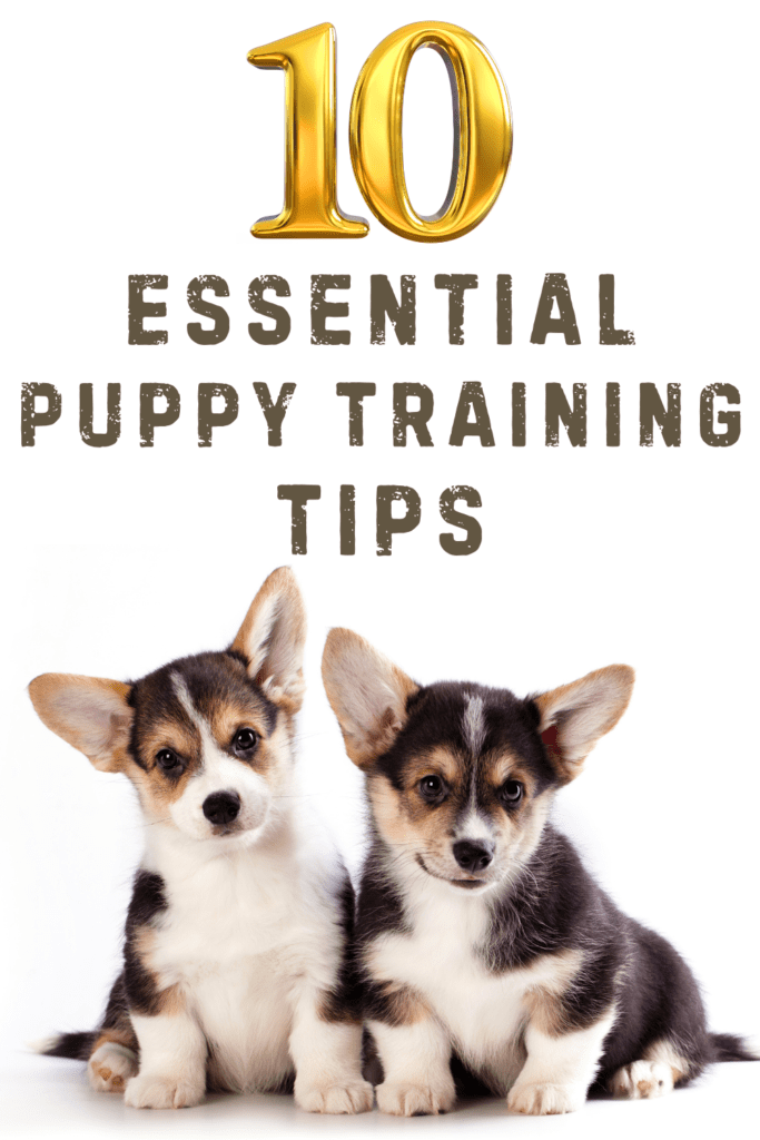 Training a puppy is an exciting journey that sets the foundation for a well-behaved and happy dog. Early training is crucial for instilling good behavior and building a strong bond with your new furry friend. Here are 10 essential tips to help you get started on the right paw: