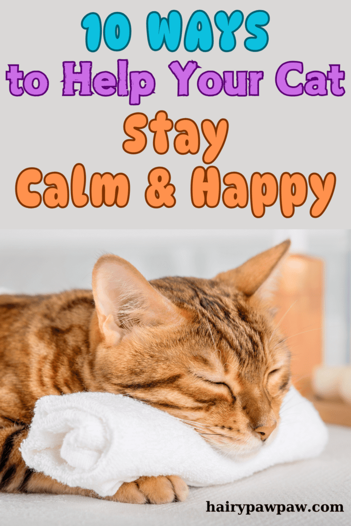 10 Proven Techniques for Keeping Your Cat Calm and Happy
Cats are known for their independent and sometimes aloof nature, but they can also experience stress and anxiety just like any other pet. Whether it’s due to a change in their environment, a visit to the vet, or the introduction of a new pet, it’s important to know how to keep your cat calm. In this detailed guide, we’ll explore 10 effective ways to help your feline friend stay relaxed and content.