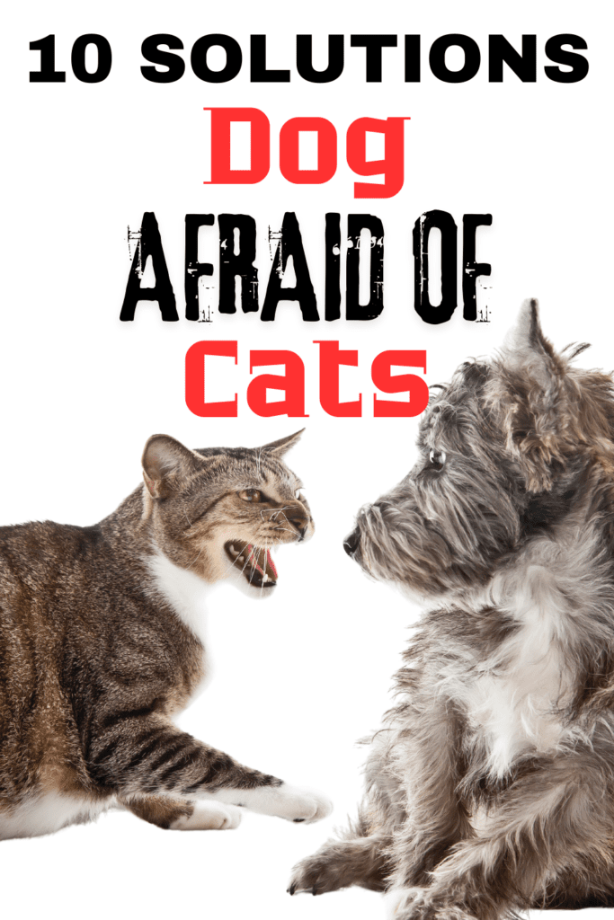 How to Help Dogs Overcome Fear of Cats

When you bring a  dog and a  cat into the same household, you expect them to live harmoniously. However, what happens when your dog is afraid of your cat? This fear can create tension and stress in your home, leading to behavioral issues and a lack of peace for both pets. In this guide, we’ll explore the reasons behind a dog’s fear of cats and provide actionable solutions to help your dog overcome this fear. Whether you’re a seasoned pet owner or a first-time pet parent, these tips will help foster a more peaceful and happy coexistence between your furry friends.