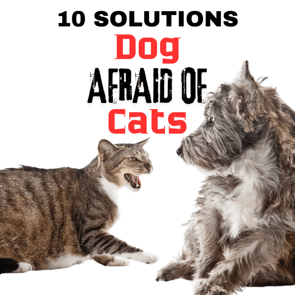 How to Help Dogs Overcome Fear of Cats

When you bring a dog and a cat into the same household, you expect them to live harmoniously. However, what happens when your dog is afraid of your cat? This fear can create tension and stress in your home, leading to behavioral issues and a lack of peace for both  pets. In this guide, we’ll explore the reasons behind a dog’s fear of  cats and provide actionable solutions to help your dog overcome this fear.