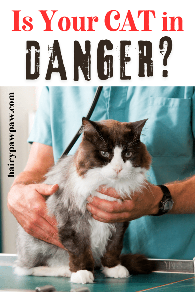 10 Signs Your Pet Needs to See a Vet Immediately
As a  pet owner, it’s essential to be attuned to your pet’s behavior and physical condition. While some symptoms may seem minor, they could be indicators of serious underlying health issues. Recognizing the signs that your pet needs immediate veterinary attention can make a significant difference in their health and well-being. In this detailed guide, we’ll explore the critical signs that indicate your pet needs to see a vet immediately, along with actionable steps you can take to ensure their safety.

