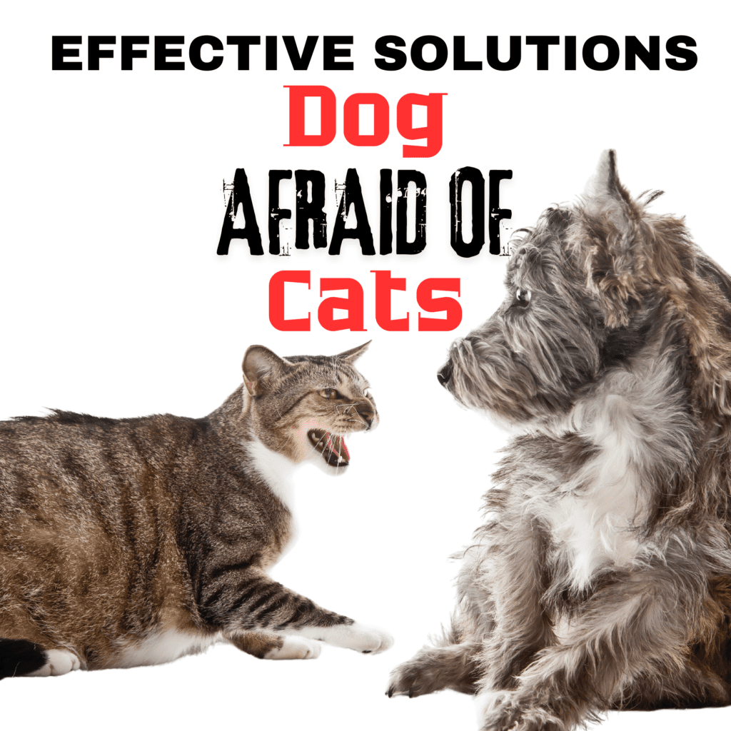 How to Help Dogs Overcome Fear of Cats

When you bring a dog and a cat into the same household, you expect them to live harmoniously. However, what happens when your dog is afraid of your cat? This fear can create tension and stress in your home, leading to behavioral issues and a lack of peace for both  pets. In this guide, we’ll explore the reasons behind a dog’s fear of  cats and provide actionable solutions to help your dog overcome this fear. Whether you’re a seasoned pet owner or a first-time pet parent, these tips will help foster a more peaceful and happy coexistence between your furry friends.