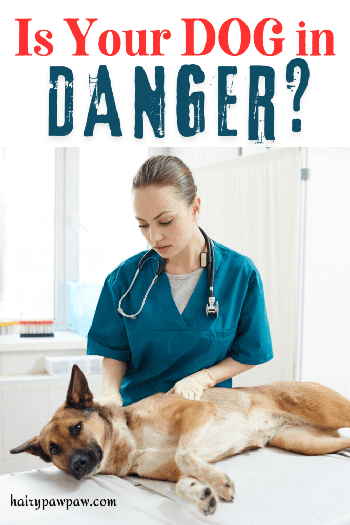 10 Signs Your Pet Needs to See a Vet Immediately