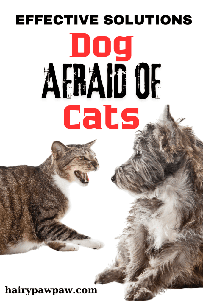 When you bring a dog and a cat into the same household, you expect them to live harmoniously. However, what happens when your dog is afraid of your cat? This fear can create tension and stress in your home, leading to behavioral issues and a lack of peace for both pets. In this guide, we’ll explore the reasons behind a dog’s fear of cats and provide actionable solutions to help your dog overcome this fear. Whether you’re a seasoned pet owner or a first-time pet parent, these tips will help foster a more peaceful and happy coexistence between your furry friends.