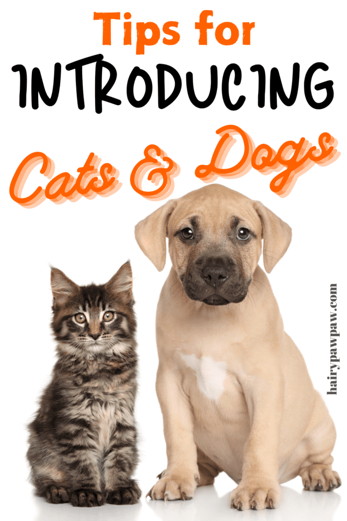 Bringing a new pet into your home is always an exciting experience. However, if you already have a dog and are considering adding a cat to your family, it’s important to choose a breed that is known for being dog-friendly. Some cat breeds are naturally more sociable and adaptable, making them better suited to coexist with dogs. In this guide, we’ll explore the top cat breeds that are known for their ability to get along well with dogs, providing you with everything you need to know to create a harmonious household.