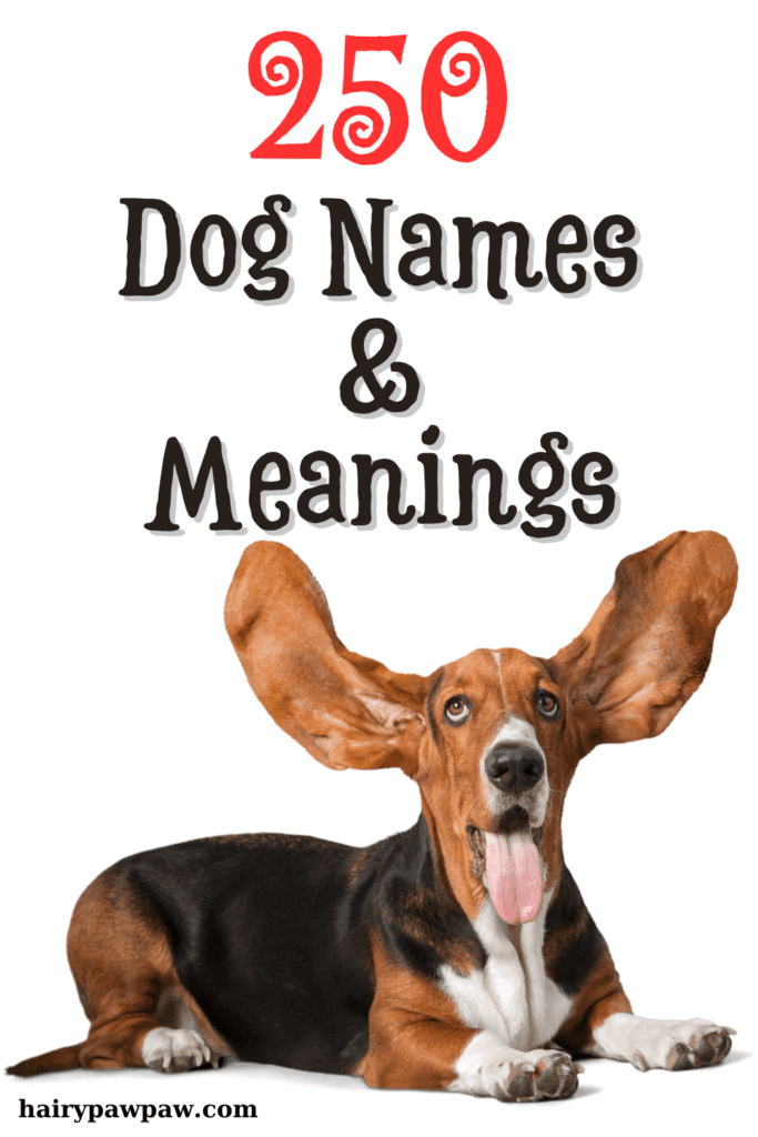 Top 250 Popular Dog Names & Meanings

Choosing the perfect name for your new furry friend can be a daunting task, especially with so many options available. To help you out, we’ve compiled a comprehensive list of 250 unique, cool, and popular  dog names along with their meanings. Whether you’re looking for a name that reflects your dog’s personality, appearance, or just something that stands out, our list has something for every pup. From classic names like Bella and Max to unique choices like Everest and Nova, each name is accompanied by its origin and significance, making your decision-making process a little easier and a lot more fun. Dive into our carefully curated collection and find the ideal name that will make your dog’s identity truly special!