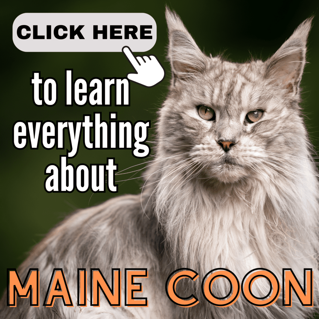 The Ultimate Guide to Maine Coon: Everything to Know

Curious about Maine Coon  cats? Dive into our ultimate guide to learn everything about this large, lovable breed! From their playful personalities and grooming needs to health tips and training advice, this guide has it all. Perfect for anyone considering a Maine Coon or looking to care for one better. Click to uncover expert tips and essential info on raising a happy, healthy Maine Coon!