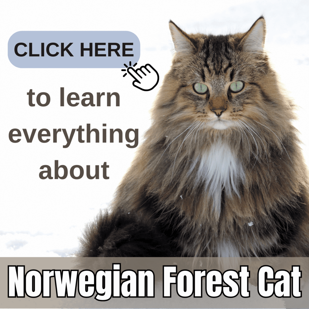 Everything You Need to Know About Norwegian Forest Cats

Explore the captivating world of the Norwegian Forest Cat with this ultimate guide. Delve into their fascinating history, distinctive physical features, and enchanting personality traits. This comprehensive article provides essential information on grooming, health care, and dietary needs, ensuring your Norwegian Forest Cat remains healthy and happy. Whether you’re considering adoption or seeking to enhance your understanding of this majestic breed, you’ll find practical tips and expert advice on creating the ideal environment for your feline friend. Perfect for cat lovers and potential owners, this guide is your go-to resource for everything Norwegian Forest Cat.