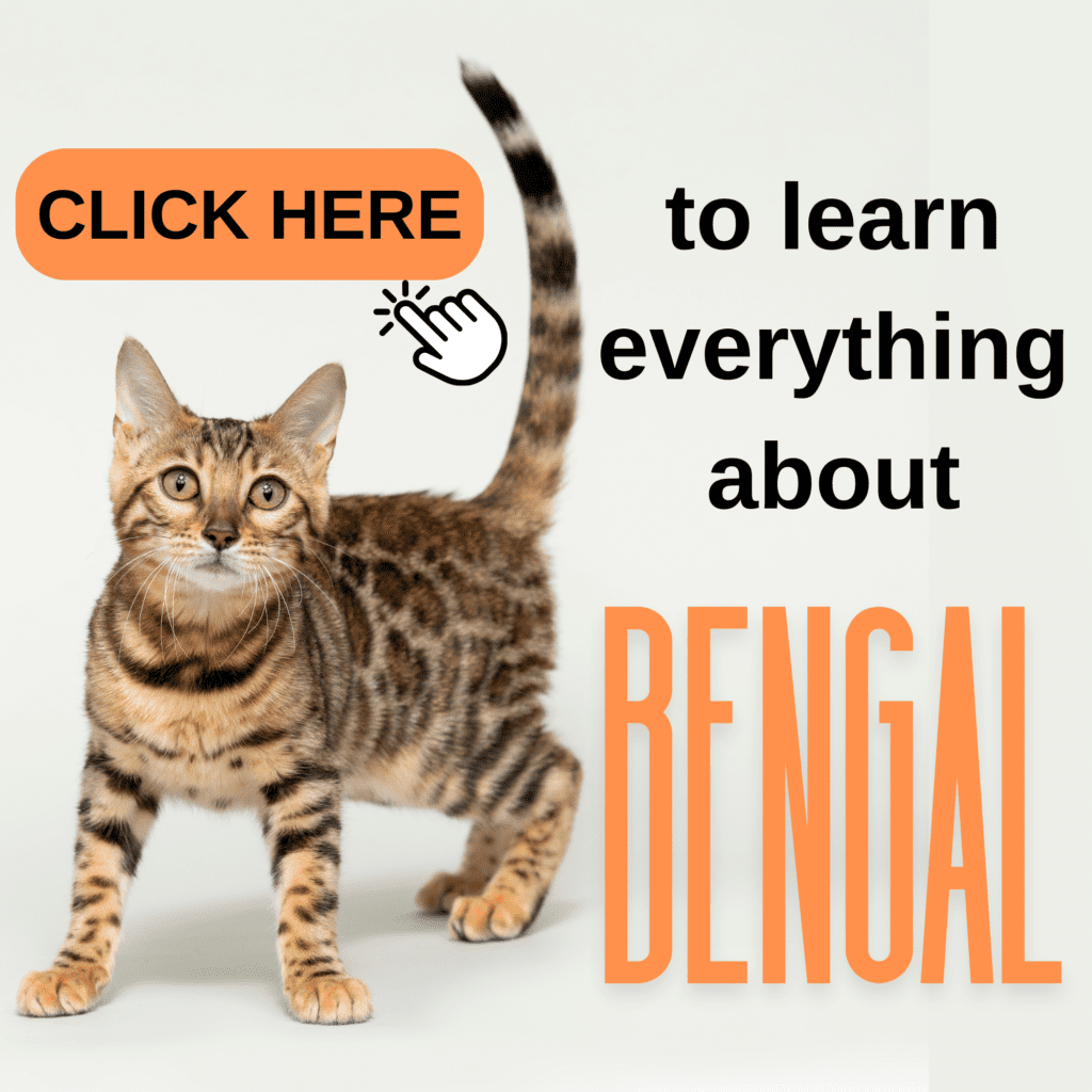 The Ultimate Guide to Bengal Cat: Everything to Know

Unveil the captivating world of the Bengal cat in this ultimate guide, featuring everything you need to know about this exotic and energetic breed. From their wild appearance and striking coat patterns to their playful and curious nature, this comprehensive article explores the unique traits that set Bengals apart. Learn about their history, specialized care needs, grooming tips, and health considerations. Whether you’re thinking of adopting a Bengal or simply want to deepen your understanding of this dynamic breed, you’ll find expert advice and practical information to help your Bengal cat thrive in a happy, healthy environment.