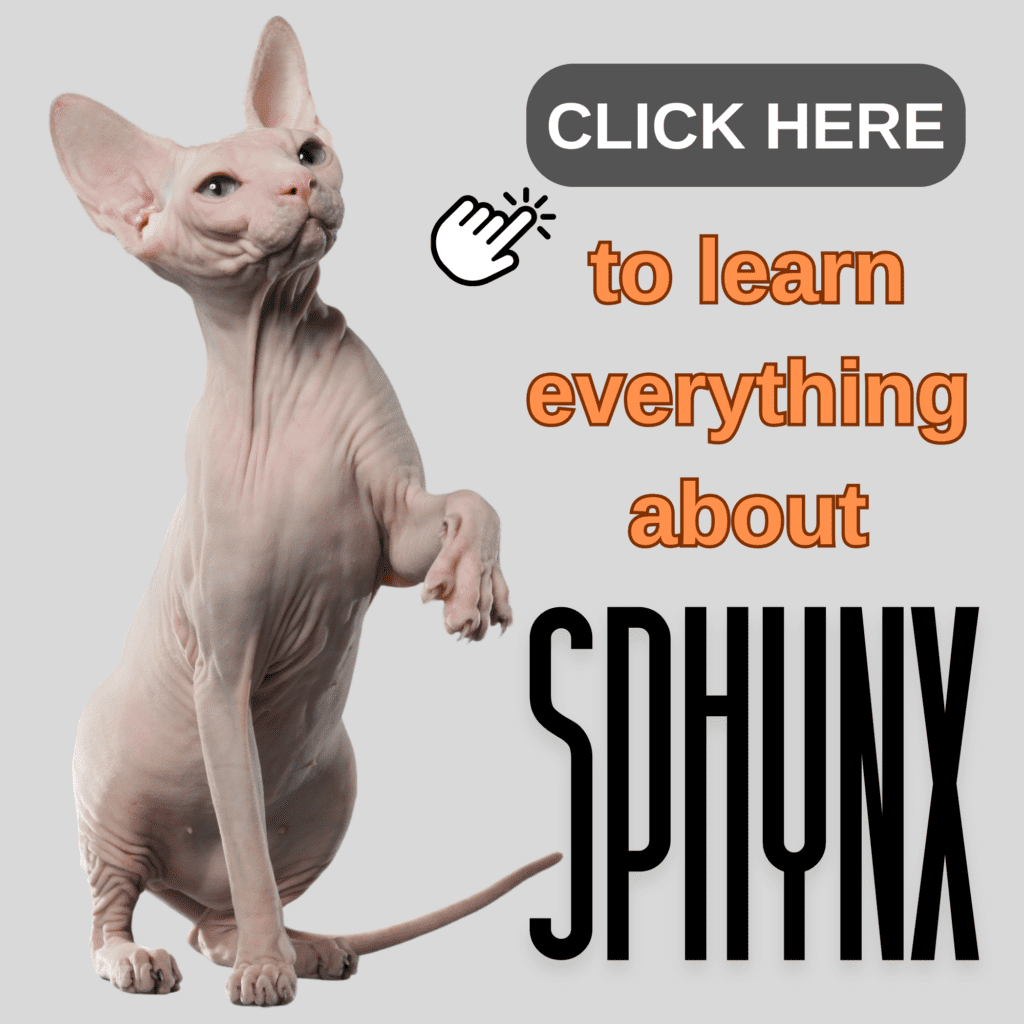 The Ultimate Guide to Sphynx Cat: Everything to Know

Uncover the secrets of the Sphynx  cat in this ultimate guide, covering everything you need to know about this unique and hairless breed. From their distinctive appearance and affectionate personality to specialized grooming routines and health care, this comprehensive article offers valuable insights for both current and prospective Sphynx owners. Learn about their history, dietary needs, and tips for keeping their sensitive skin healthy. Whether you’re thinking about adopting a Sphynx or simply want to deepen your knowledge, this guide provides all the essential information to ensure your feline companion thrives.