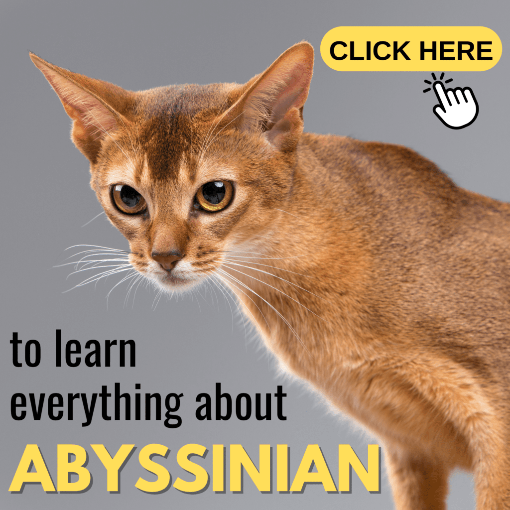 Abyssinian Cat Guide: You Need to Know About This Unique Breed

Explore the fascinating world of the Abyssinian cat in this ultimate guide, packed with everything you need to know about this active and intelligent breed. Discover their rich history, distinctive physical features, and playful personality traits that make them a favorite among cat enthusiasts. This comprehensive article provides essential tips on grooming, health care, and dietary needs, ensuring your Abyssinian thrives. Whether you’re considering adopting an Abyssinian or want to deepen your understanding of this energetic breed, you’ll find expert advice and practical information to help you care for your feline friend.