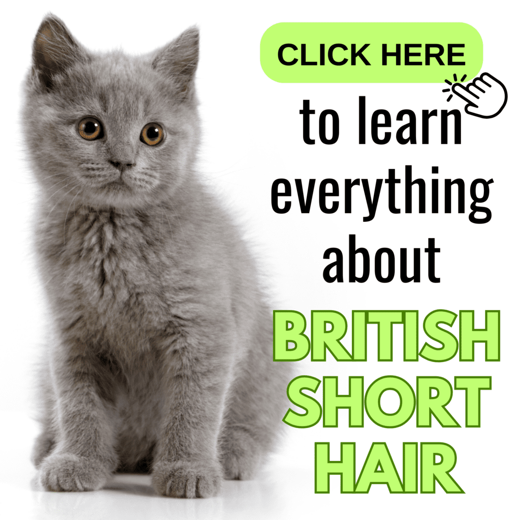 The Ultimate Guide to British Short Hair: Everything You Need to Know

Discover everything you need to know about the British Shorthair in this ultimate guide. From their charming personality traits and unique physical characteristics to grooming tips and health considerations, this comprehensive article covers it all. Whether you’re a first-time cat owner or an experienced feline enthusiast, you’ll find valuable insights on caring for and understanding this beloved breed.