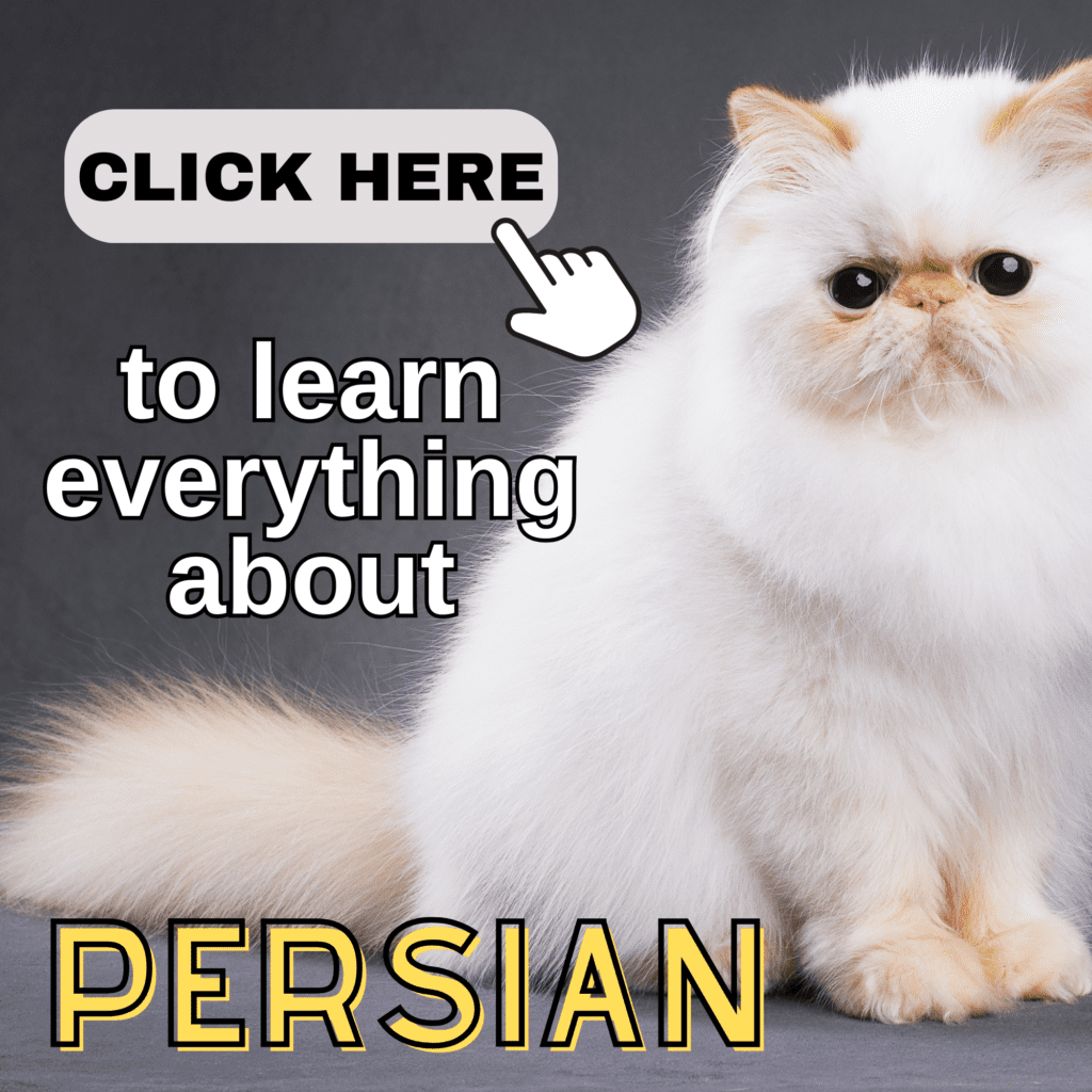 The Ultimate Guide to Persian Cats: You Need to Know

Discover the timeless allure of  Persian  cats in our comprehensive guide. Learn about their distinct appearance, characterized by luxurious long fur and a sweet, calm demeanor. Understand their grooming needs, health considerations, and tips for keeping them happy and healthy. Whether you’re a new or experienced cat owner, this guide covers everything from their origins and personality traits to diet, care, and common challenges. Perfect for anyone considering adding a Persian cat to their family or seeking to enhance their knowledge of this popular breed.