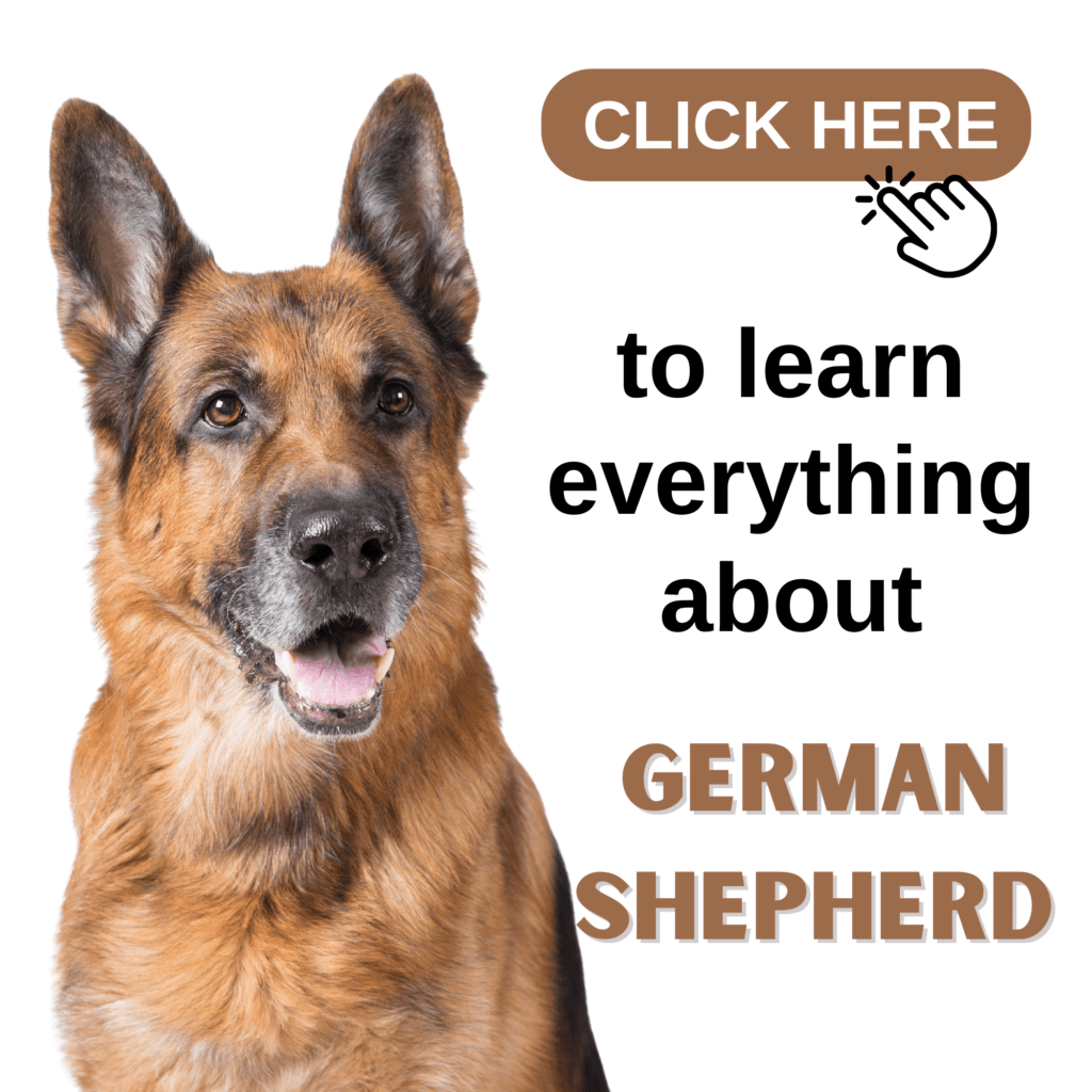 German Shepherds 101: What You Need to Know

Discover everything about the iconic  German Shepherd breed in this comprehensive guide. From their history and temperament to training tips and health care, learn why  German Shepherds are one of the most loyal and intelligent dog breeds. Whether you’re a prospective owner or a long-time enthusiast, this ultimate guide provides expert advice on raising, caring for, and understanding your German Shepherd. Explore key insights on diet, grooming, exercise, and more to ensure your German Shepherd leads a happy, healthy life.