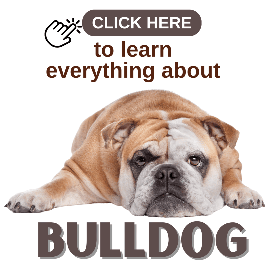 The Ultimate Guide to English Bulldog: Everything to Know

Explore the fascinating world of English Bulldogs with this ultimate guide, covering everything from their rich history and charming personality to essential care tips. Learn why English Bulldogs are beloved for their calm demeanor and affectionate nature. This comprehensive guide offers expert advice on training, nutrition, grooming, and health care, tailored specifically for English Bulldogs. Whether you’re a new owner or a seasoned enthusiast, discover all you need to know to ensure your English Bulldog lives a happy, healthy life.