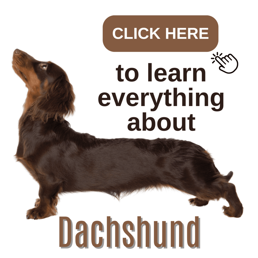 The Ultimate Guide to Dachshund: Everything You Need to Know

Uncover the charm of Dachshunds in this ultimate guide, detailing everything from their spirited personality to their distinctive long body and short legs. Learn about the breed’s history, variations in size and coat type, and why they’re adored for their bravery and playfulness. This comprehensive resource provides expert tips on Dachshund care, including training, diet, grooming, and health considerations. Whether you’re a new Dachshund owner or a longtime enthusiast, find all the information you need to ensure your Dachshund lives a happy, healthy life.