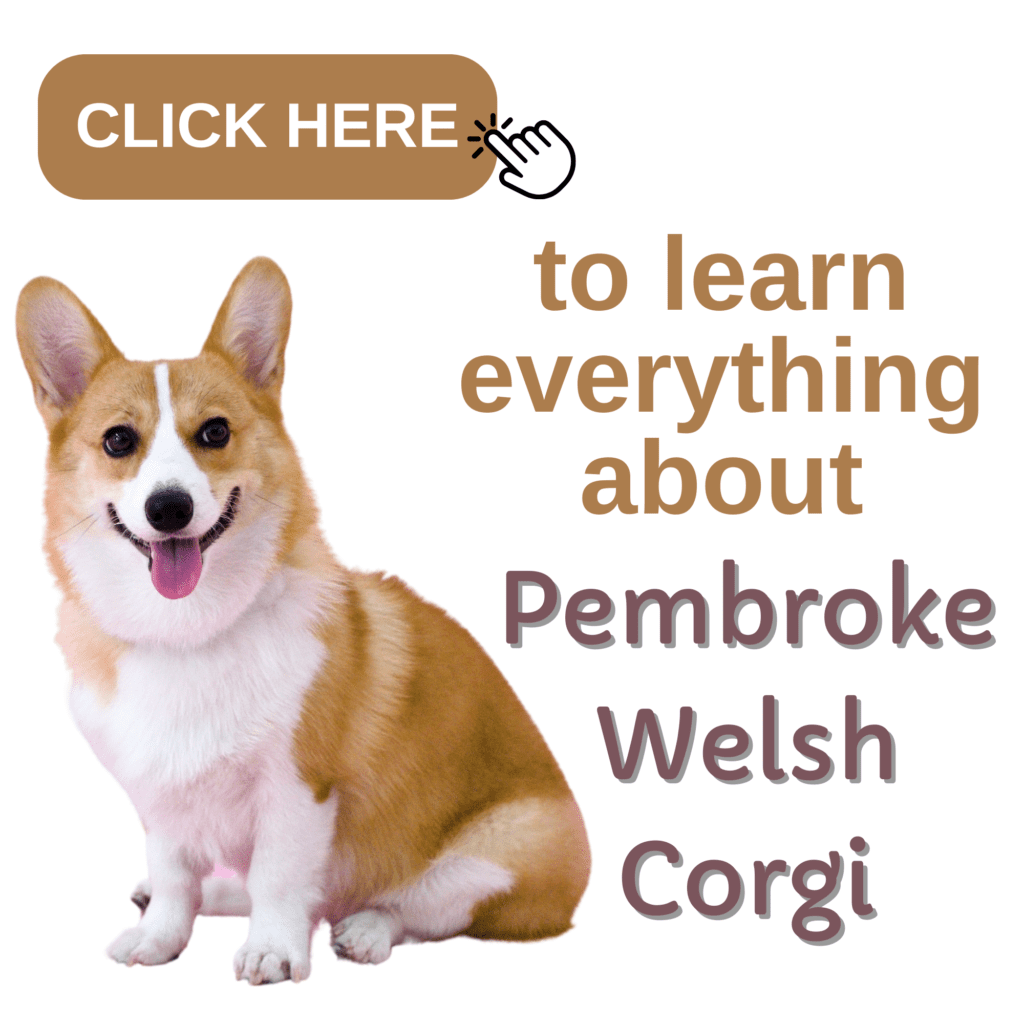 The Complete Guide to Pembroke Welsh Corgis: Facts and Care Tips

Explore the world of Pembroke Welsh Corgis with this ultimate guide, covering everything from their herding origins to their lovable, energetic personality. Discover why Corgis are famous for their short legs, long bodies, and cheerful disposition. This comprehensive guide offers expert advice on Corgi care, including training, nutrition, grooming, and health essentials. Whether you’re a prospective owner or a devoted Corgi fan, find all the insights you need to ensure your Pembroke Welsh Corgi leads a happy, healthy life. 