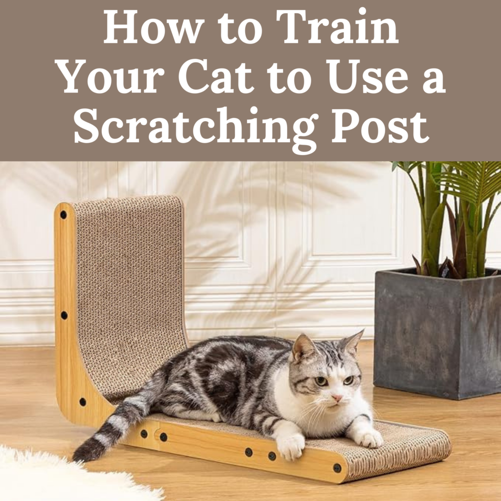 How to Train Your Cat to Use a Scratching Post: A Step-by-Step Guide
Cats have a natural instinct to scratch, which helps them keep their claws healthy, mark their territory, and stretch their muscles. However, training your  cat to use a scratching post instead of your furniture can be a challenge. With the right approach, you can guide your feline friend to happily use their scratching post. Here’s a comprehensive guide to help you train your cat to scratch where you want them to.