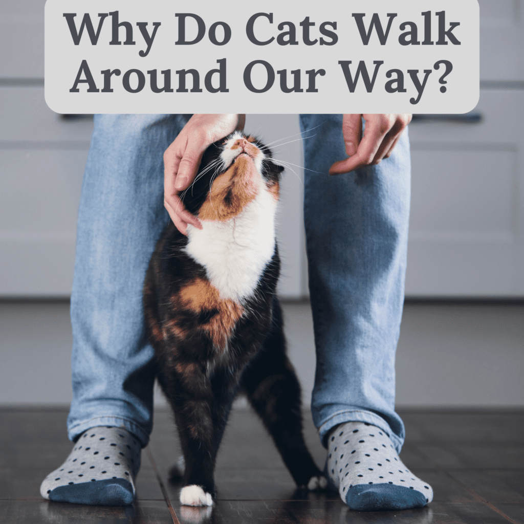 Why Do Cats Follow Us? Understanding Their Behavior