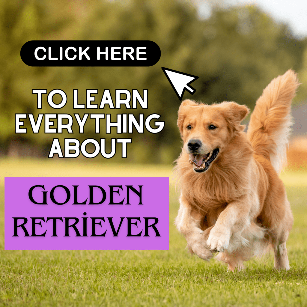 Golden Retrievers are celebrated for their friendly demeanor, intelligence, and unwavering loyalty, making them one of the most popular dog breeds worldwide. This ultimate guide provides an in-depth look at everything you need to know about Golden Retrievers, from their origins and breed traits to essential care tips, training advice, and health considerations. Whether you’re a potential owner, a long-time enthusiast, or simply curious about what makes Golden Retrievers so special, this comprehensive guide offers valuable insights to help you better understand and nurture this beloved breed. Discover why Golden Retrievers continue to capture the hearts of dog lovers everywhere.