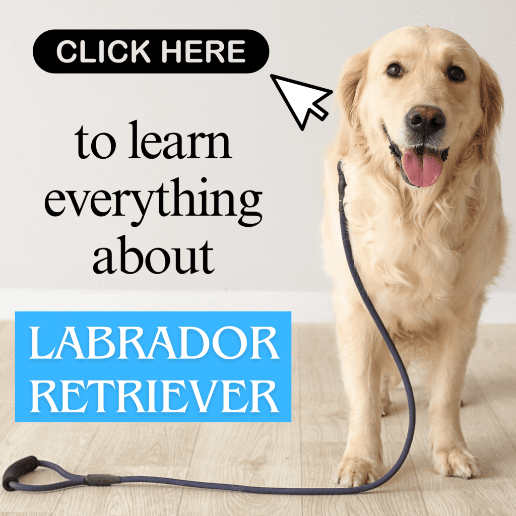 Labrador Retrievers are one of the most beloved and popular dog breeds worldwide, known for their friendly nature, intelligence, and versatility. This comprehensive guide delves into everything you need to know about Labradors, from their rich history and distinctive characteristics to their care needs and training tips. Whether you’re a prospective owner, a seasoned Labrador enthusiast, or simply curious about this loyal companion, this article offers valuable insights into the breed’s temperament, health considerations, and the joys of having a Labrador Retriever as part of your family.