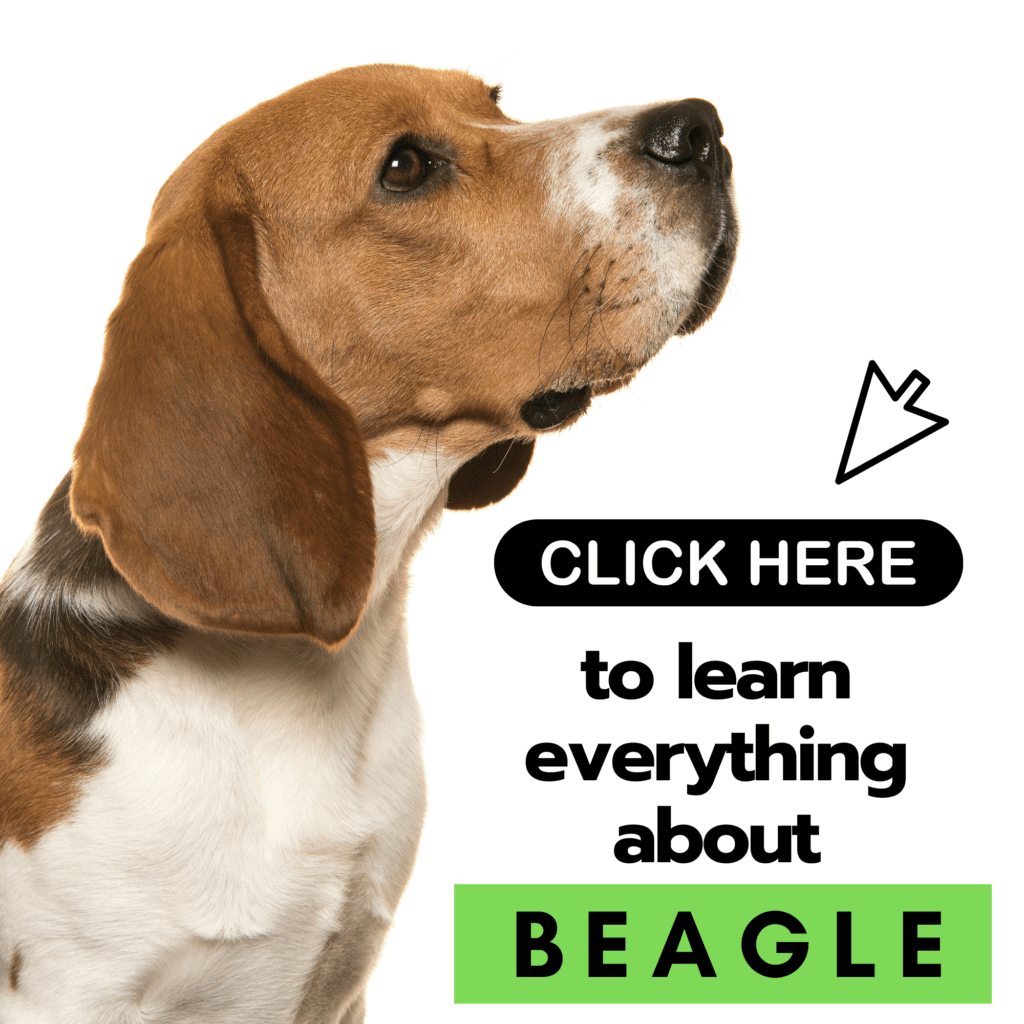 The Ultimate Guide to Beagle: Everything to Know

Looking for the ultimate resource on Beagles? This comprehensive guide covers everything you need to know about Beagles, one of the most beloved dog breeds worldwide. From their unique history and distinctive personality traits to practical tips on training, care, and health, this guide is designed for both new and seasoned Beagle enthusiasts. Whether you’re considering adding a Beagle to your family or want to deepen your understanding of the breed, this article provides valuable insights to ensure a happy, healthy life for your Beagle. Learn why Beagles continue to be a top choice for dog lovers everywhere.