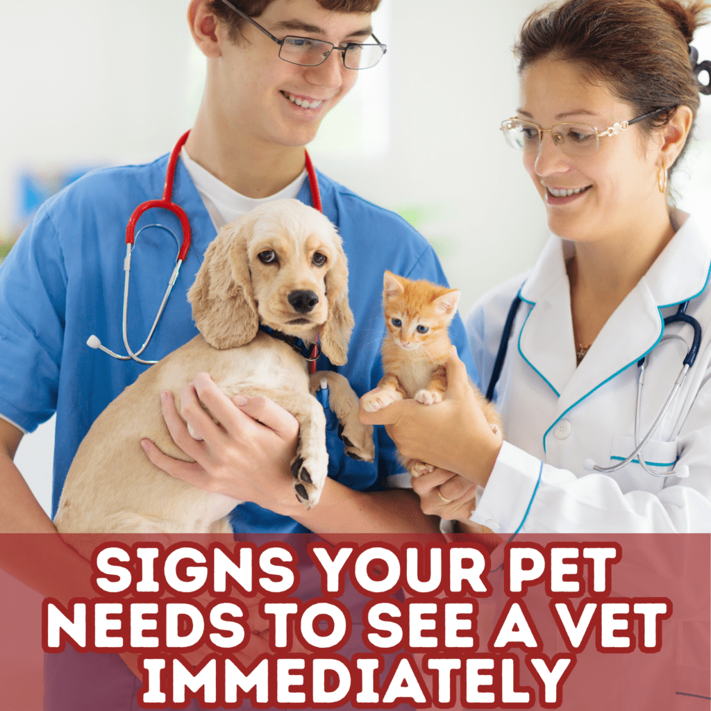 10 Signs Your Pet Needs to See a Vet Immediately
As a  pet owner, it’s essential to be attuned to your pet’s behavior and physical condition. While some symptoms may seem minor, they could be indicators of serious underlying health issues. Recognizing the signs that your pet needs immediate veterinary attention can make a significant difference in their health and well-being. 