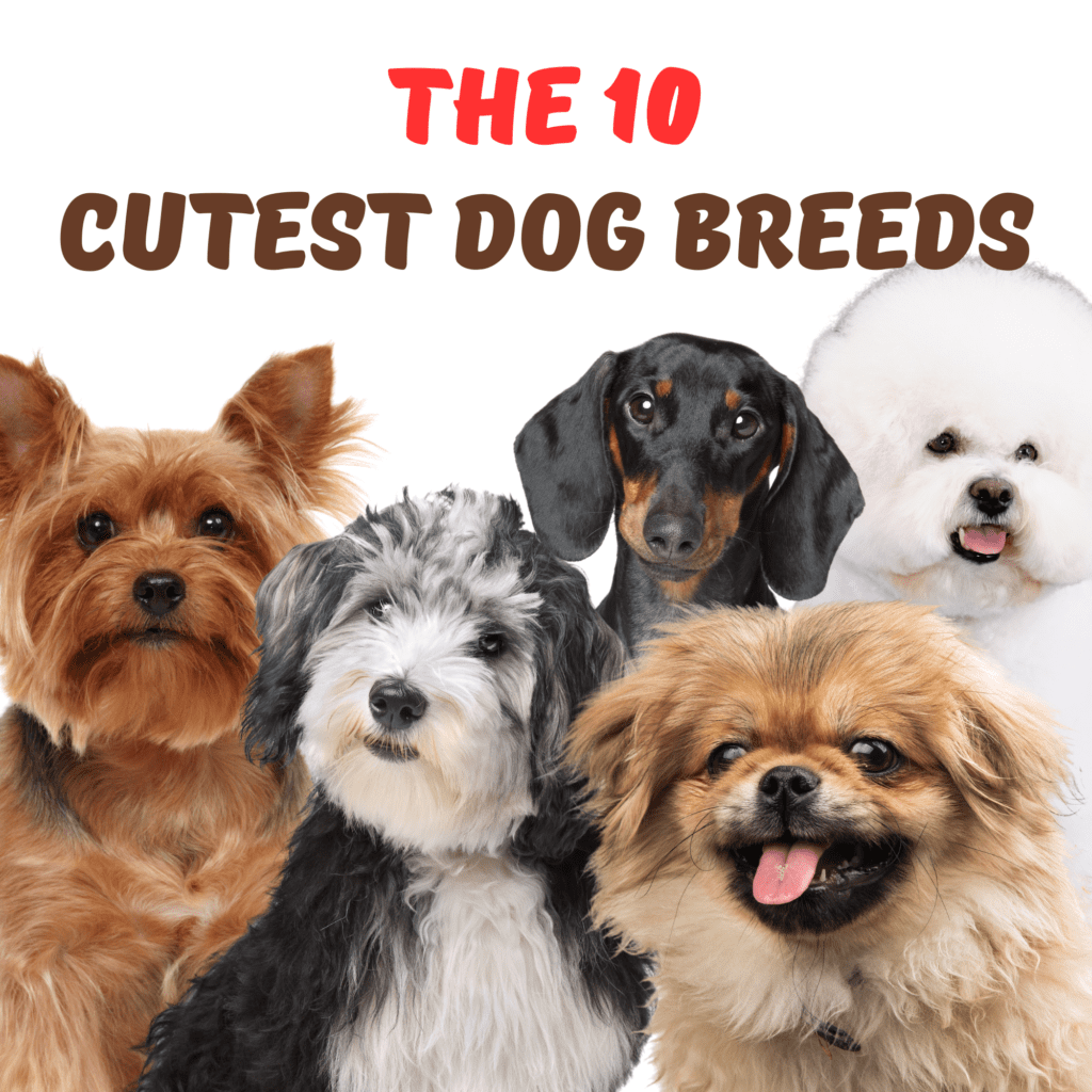 10 Ways to Keep a Clean House with a Cat

 Dogs bring immense joy to our lives with their unique personalities and heartwarming affection. Among the myriad of dog breeds, some stand out for their irresistibly cute looks and charming characteristics. If you’re searching for a furry friend that combines cuteness with companionship, this list of the 10 cutest dog breeds will help you find the perfect match.