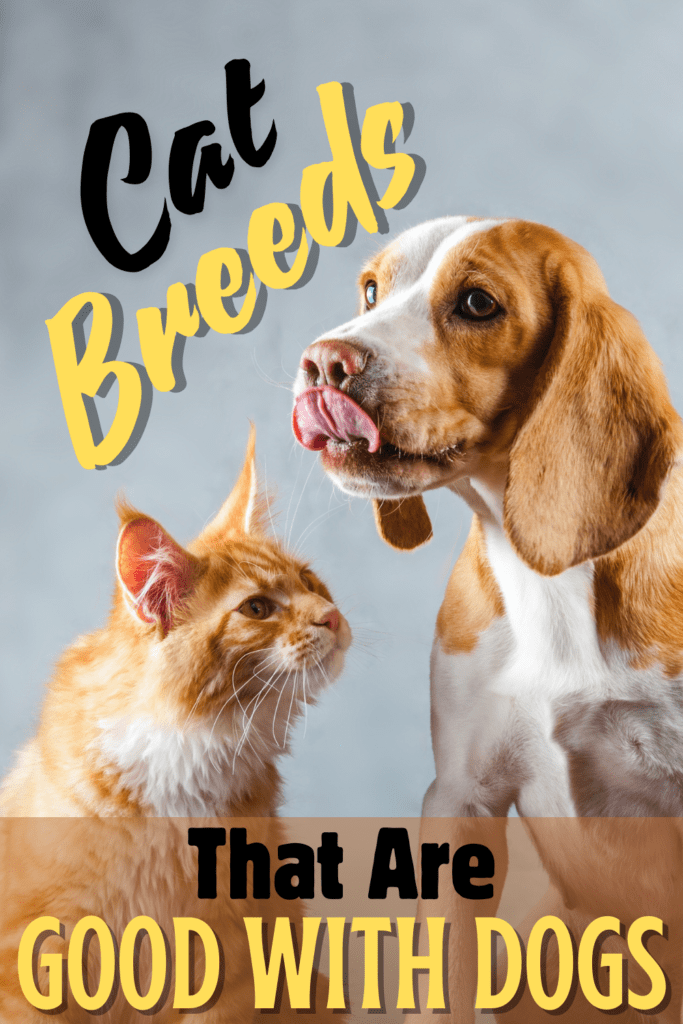 Bringing a new pet into your home is always an exciting experience. However, if you already have a dog and are considering adding a cat to your family, it’s important to choose a breed that is known for being dog-friendly. Some cat breeds are naturally more sociable and adaptable, making them better suited to coexist with dogs. In this guide, we’ll explore the top cat breeds that are known for their ability to get along well with dogs, providing you with everything you need to know to create a harmonious household.