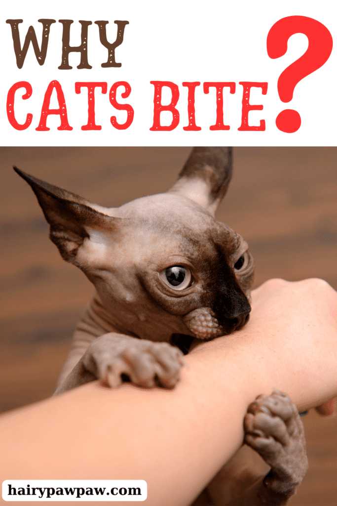 Understanding Why Cats Bite: Common Reasons and How to Respond

1. Understanding Cat Behavior: Why Cats Bite
1.1. Communication and Expression
Cats use biting as a form of communication. Unlike humans, cats don’t have many ways to express their discomfort, frustration, or affection verbally. A bite can be their way of telling you that they’re feeling overwhelmed, threatened, or even that they’re overstimulated during play.

1.2. Play Behavior
Play is a vital part of a cat’s life, especially for kittens. During play, cats often mimic hunting behaviors, including pouncing, chasing, and biting. While this is normal, play biting can sometimes become too rough, especially as kittens grow into adulthood. If your cat bites during play, it might be a sign that they’re engaging in their natural predatory instincts.

1.3. Overstimulation
Cats are sensitive creatures, and sometimes too much petting or handling can lead to overstimulation. This can cause a cat to suddenly bite as a way of saying “I’ve had enough.” Overstimulation can happen quickly, especially if your cat is already feeling stressed or anxious.

1.4. Fear or Anxiety
Cats may bite when they feel threatened or scared. If a cat is in a situation that makes them uncomfortable—such as being around unfamiliar people, loud noises, or other animals—they may resort to biting as a defense mechanism. This type of biting is usually more aggressive and is a clear sign that your cat is feeling cornered or frightened.

1.5. Redirected Aggression
Sometimes, a cat may bite you not because of something you’ve done, but because they’re reacting to an external stimulus. This is known as redirected aggression. For example, if your cat sees another cat outside and becomes agitated but cannot reach it, they might bite you instead. Redirected aggression can be confusing because the bite seems to come out of nowhere.

1.6. Medical Issues
In some cases, a cat’s biting behavior might be related to underlying medical issues. Pain or discomfort caused by dental problems, arthritis, or other health conditions can lead to increased irritability and biting. If your cat suddenly starts biting more than usual, it’s essential to rule out any medical causes by visiting the vet.