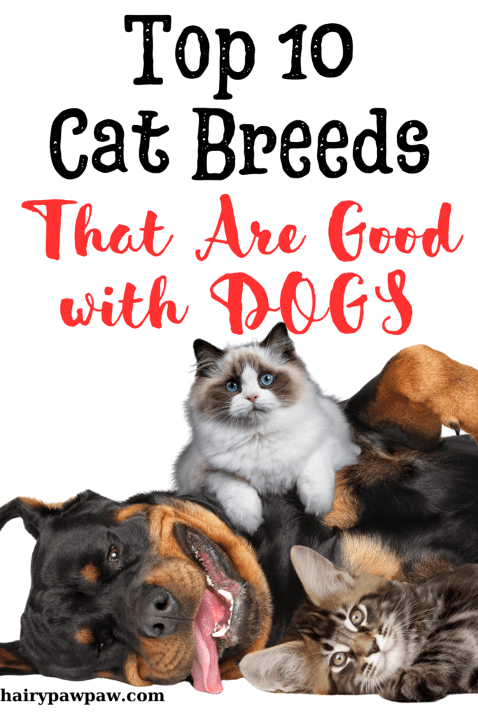 Top 10 Dog-Friendly Cat Breeds You Need to Know

Understanding Cat-Dog Dynamics
Before diving into specific cat breeds, it’s essential to understand the general dynamics between cats and dogs. Cats and dogs are different species with distinct behavioral traits. While some cats may be cautious or even fearful of dogs, others may be curious and sociable. The success of introducing a cat to a dog largely depends on the individual personalities of the animals, their past experiences, and how the introduction is managed.

Key Factors to Consider
Temperament: Cats with a calm and tolerant temperament are more likely to get along with dogs. Breeds known for their friendly and adaptable nature are usually a good choice.
Size and Energy Levels: Cats that are larger or have similar energy levels to the dog may feel less threatened and more confident in their interactions.
Socialization: Cats that have been well-socialized from a young age are generally more comfortable around dogs.
Introduction Process: A gradual and controlled introduction process is crucial to ensure both the cat and dog feel safe and secure.