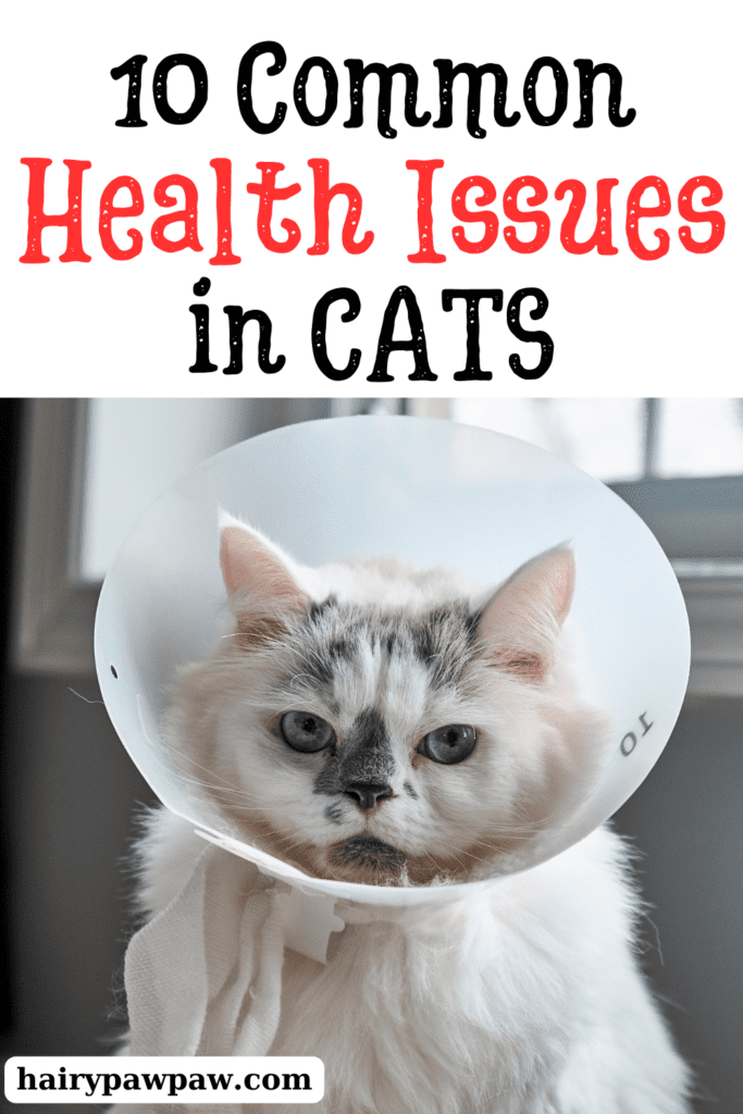 10 Cat Health Problems and How to Prevent Them

Buy vitamins and supplements
This post may contain affiliate links, which means I’ll receive a commission if you purchase through my link, at NO EXTRA COST TO YOU

Cats, those mysterious and elegant creatures, often mask their discomfort and ailments, making it challenging for pet owners to recognize when something is wrong. Understanding common health issues in cats and knowing how to prevent them can significantly improve your feline friend’s quality of life. In this detailed guide, we’ll explore prevalent health problems in cats, their symptoms, and effective prevention strategies.