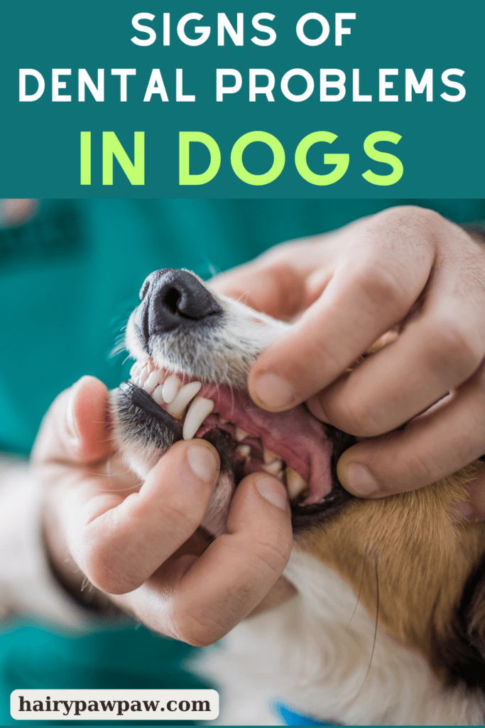 The Ultimate Guide to Dog Dental Care for Healthy Smiles