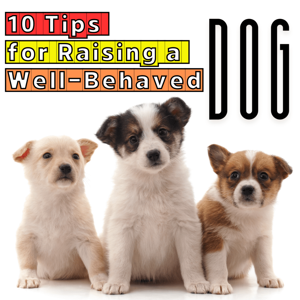 10 Effective Tips for Training Your New Puppy

This post may contain affiliate links, which means I’ll receive a commission if you purchase through my link, at NO EXTRA COST TO YOU

Training a puppy is an exciting journey that sets the foundation for a well-behaved and happy dog. Early training is crucial for instilling good behavior and building a strong bond with your new furry friend. Here are 10 essential tips to help you get started on the right paw: