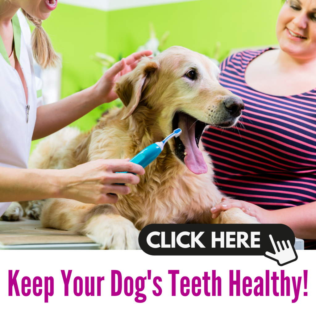 Dog Dental Care: Keep Your Dog’s Teeth Healthy!
When it comes to your dog’s overall health, dental care often gets overlooked. However, maintaining your dog’s oral hygiene is just as crucial as their diet, exercise, or grooming routine. Not only does dental care help prevent bad breath, but it also protects your dog from more serious health issues, such as infections and tooth decay. Fortunately, with a few essential tips and regular maintenance, you can keep your dog’s teeth and gums healthy throughout their life.