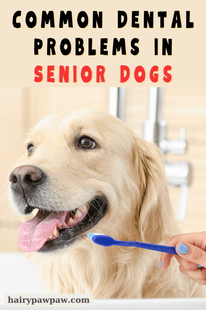 How to Care for Your Senior Dog’s Dental Health
Caring for senior  dogs requires extra attention, especially when it comes to dental health. As dogs age, their teeth and gums become more vulnerable to a range of issues. Tooth decay, gum disease, and other dental problems can easily impact their overall health. By addressing these concerns early, you can prevent discomfort and ensure your senior  dog stays healthy as they age.