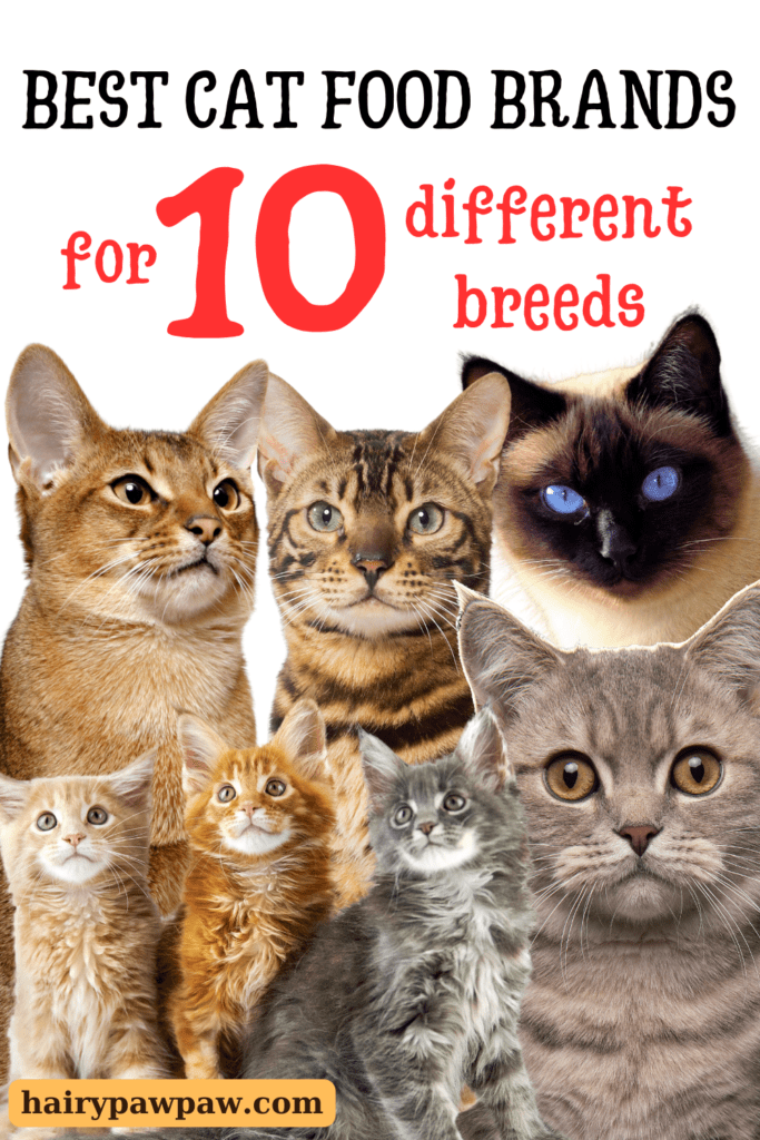 Best Cat Food Brands for 10 Different and Most Popular Cat Breeds

Choosing the best cat food for your feline companion doesn’t have to be a challenge. By understanding your cat’s specific breed needs, you can provide the right nutrition to keep them healthy and thriving. Each of the brands and formulas listed here offers tailored benefits for some of the most popular cat breeds. So, whether your cat is a playful Siamese or a gentle Persian, the right food can make all the difference in their health and happiness. Always consult your veterinarian to make sure you are providing the best possible diet for your cat’s unique needs.