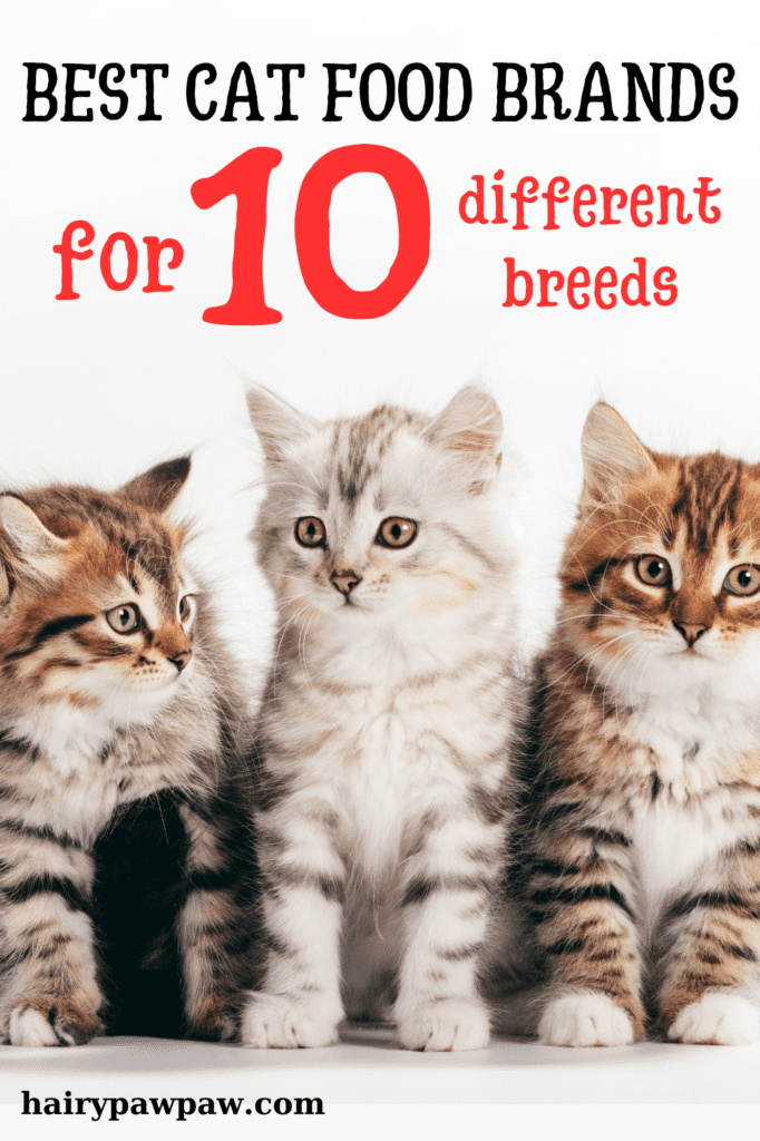 Best Cat Food Brands for 10 Different and Most Popular Cat Breeds