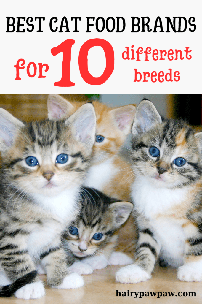 Best Cat Food Brands for 10 Different and Most Popular Cat Breeds

Choosing the right food for your  cat is one of the most important decisions you can make as a  pet parent. Different cat breeds have unique dietary needs, and providing the right food can ensure your feline friend stays healthy, active, and happy. In this guide, we’ll explore the best cat food brands for 10 of the most popular cat breeds. You’ll discover how to tailor your cat’s diet to suit their specific nutritional requirements.