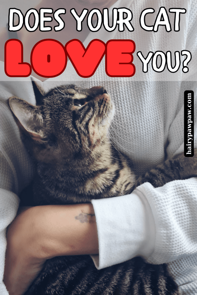 Does Your Cat Love You? Signs to Understand
Cats have a reputation for being independent and sometimes even aloof, but for those who share their lives with these complex creatures, it’s clear that cats have their own unique ways of showing love. Unlike dogs, who are often openly affectionate, cats can be more subtle in expressing their feelings. Understanding these subtle signs can help you build a stronger bond with your feline friend and ensure that they feel loved and secure. In this comprehensive guide, we’ll explore the many ways cats show affection and how you can recognize when your cat is telling you, “I love you.”