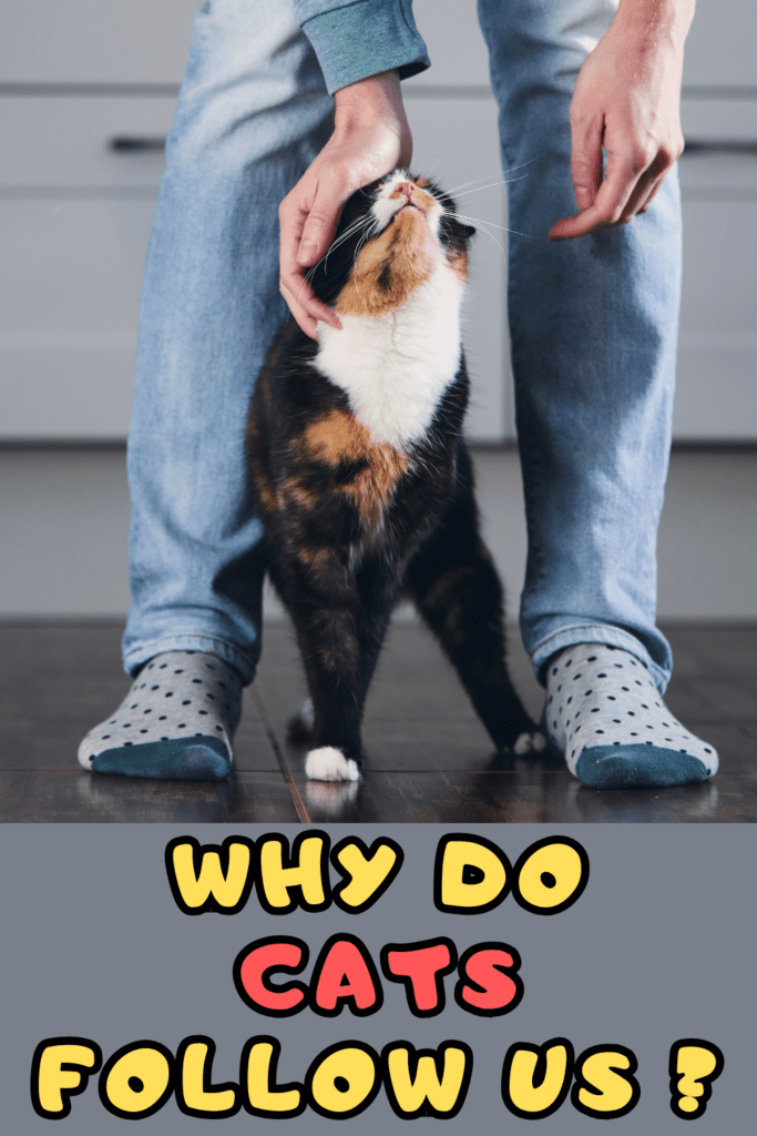 Why Do Cats Like to Walk Around Us? Find Out Now

Understanding why your cat walks around your way involves considering their natural instincts, communication methods, and environmental interactions. Whether it’s a sign of affection, curiosity, or a request for food, recognizing the motivations behind this behavior can help you respond appropriately and enhance your relationship with your feline friend.

By appreciating your cat’s needs and providing a stimulating, loving environment, you can manage their behavior effectively and ensure a happy, healthy bond. Observing your cat’s behavior and adjusting your interactions can lead to a deeper understanding and a more harmonious relationship with your furry companion.