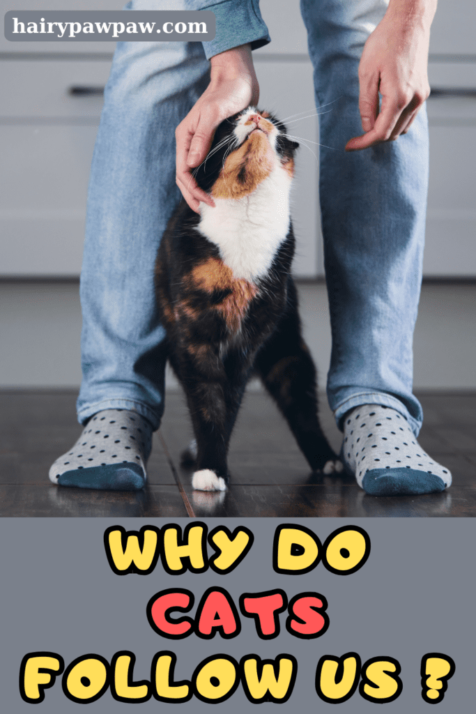 Why Do Cats Like to Walk Around Us? Find Out Now

Cats are enigmatic creatures with a range of behaviors that often leave us puzzled. One such behavior is their tendency to walk around our way, weaving between our legs, or even obstructing our path. This seemingly quirky habit can be both endearing and frustrating. To better understand why your cat exhibits this behavior, let’s explore the various reasons behind it, how it relates to feline instincts, and what you can do to manage it effectively.