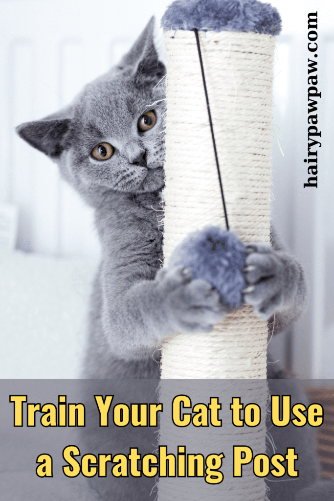 Cats have a natural instinct to scratch, which helps them keep their claws healthy, mark their territory, and stretch their muscles. However, training your cat to use a scratching post instead of your furniture can be a challenge. With the right approach, you can guide your feline friend to happily use their scratching post. Here’s a comprehensive guide to help you train your cat to scratch where you want them to.